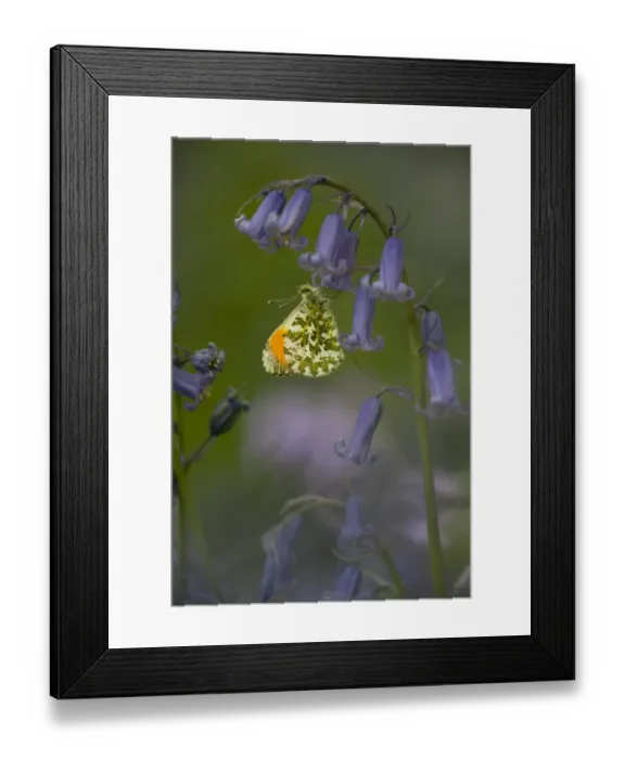 Framed Print : Orange-tip Butterfly (Anthocharis cardamines) adult male, resting on Bluebell (Endymion non-scriptus) Framed Print : Orange-tip Butterfly (Anthocharis cardamines) adult male, resting on Bluebell (Endymion non-scriptus)