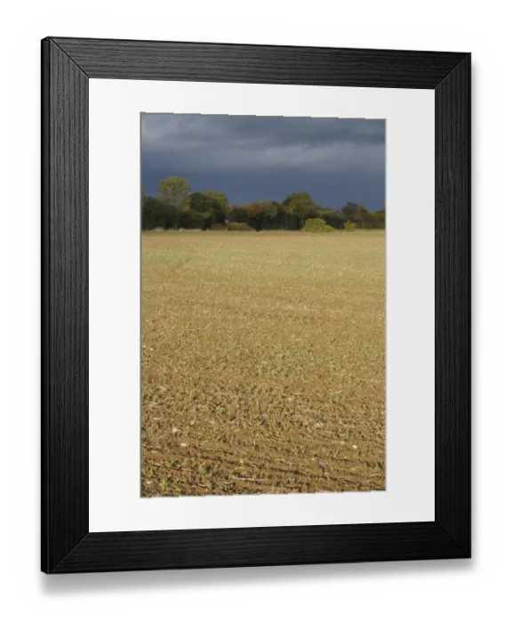 Framed Print : View of cultivated arable field and hedgerow, with approaching stormclouds, Bacton, Suffolk, England, october