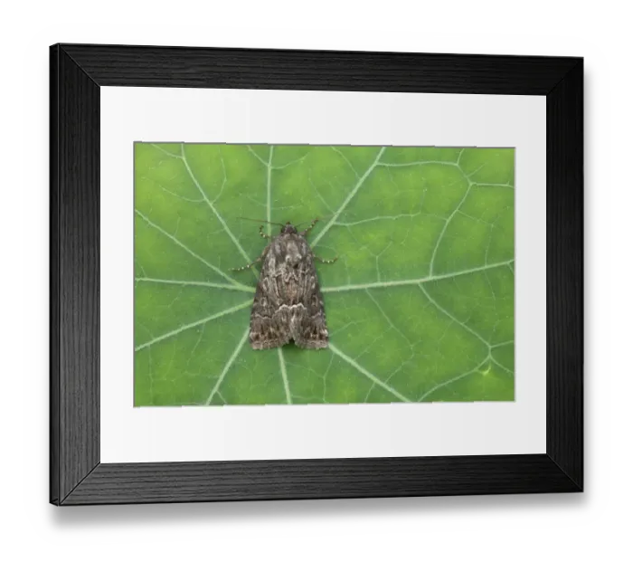 Framed Print : Straw Underwing (Thalpophila matura) adult, resting on leaf, Essex, England Framed Print : Straw Underwing (Thalpophila matura) adult, resting on leaf, Essex, England