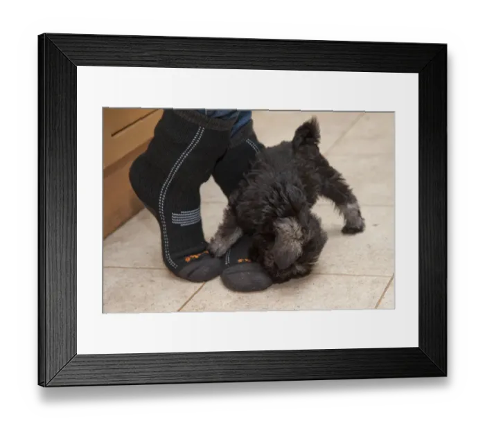 Framed Print : Domestic Dog, Schnauzer puppy, playing, biting owners feet in farmhouse kitchen, Perth, Perthshire, Scotland, november Framed Print : Domestic Dog, Schnauzer puppy, playing, biting owners feet in farmhouse kitchen, Perth, Perthshire, Scotland, november