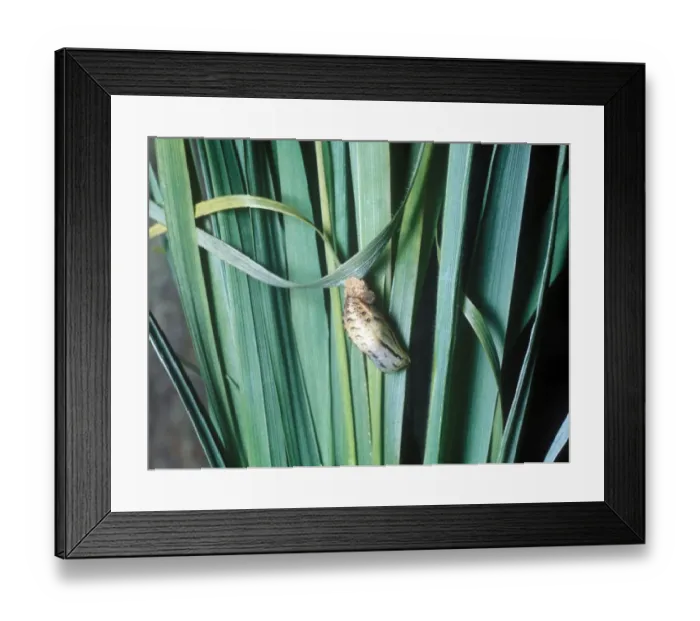 Framed Print : Gatekeeper (Pyronia tithonus) pupa