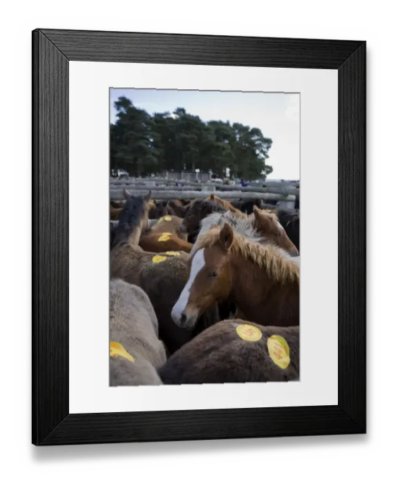 Framed Print : Ponies with auction numbers in pens at sale, New Forest, Hampshire, England, october
