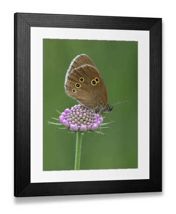 Framed Print : Ringlet (Aphantopus hyperantus) adult male, resting on Field Scabious (Knautia arvensis) flowerhead in meadow Framed Print : Ringlet (Aphantopus hyperantus) adult male, resting on Field Scabious (Knautia arvensis) flowerhead in meadow
