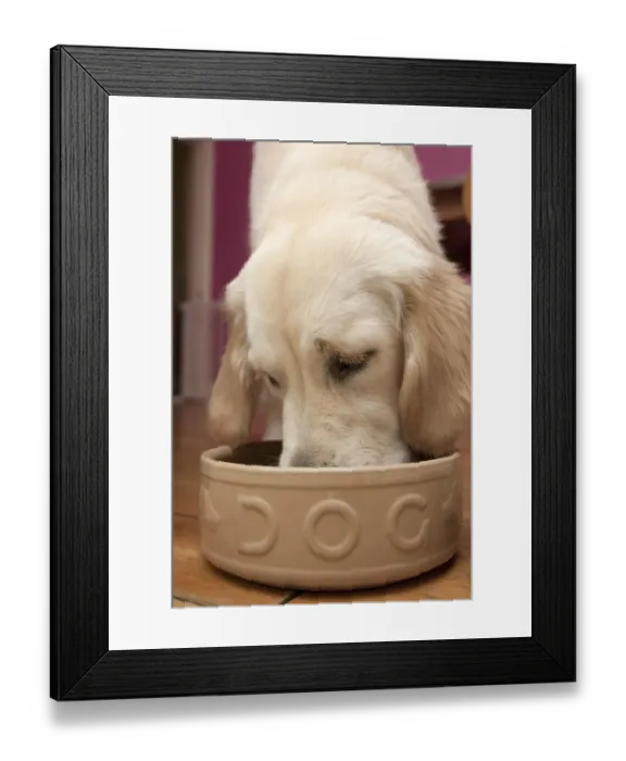 Framed Print : Domestic Dog, Golden Retriever, puppy, feeding from ceramic bowl, England