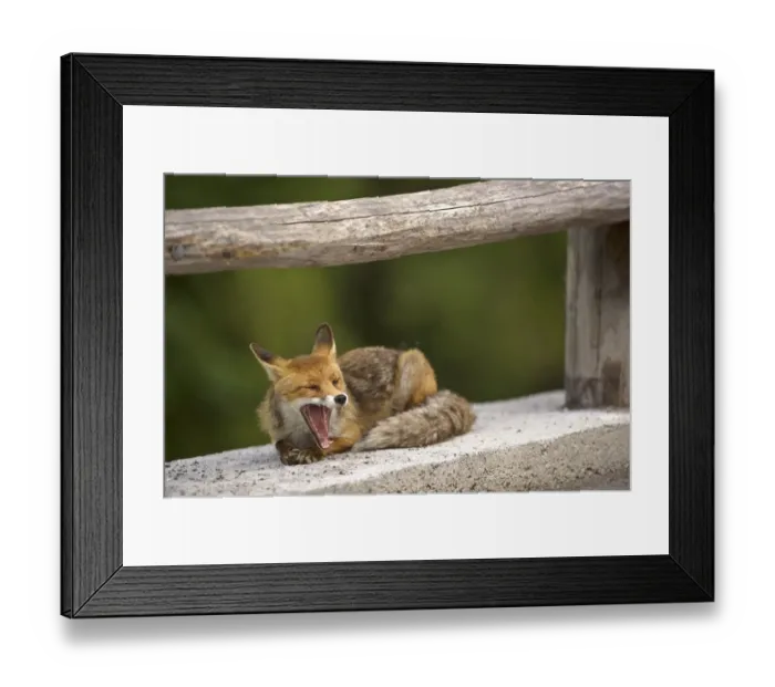 Framed Print : European Red Fox (Vulpes vulpes) adult, yawning, resting on concrete, Ligurian Alps, Liguria, Italy Framed Print : European Red Fox (Vulpes vulpes) adult, yawning, resting on concrete, Ligurian Alps, Liguria, Italy