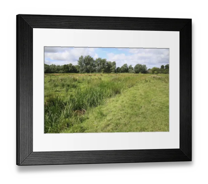 Framed Print : View of unimproved wet grazing meadow habitat, River Dove, Thornham Magna, Suffolk, England, august Framed Print : View of unimproved wet grazing meadow habitat, River Dove, Thornham Magna, Suffolk, England, august
