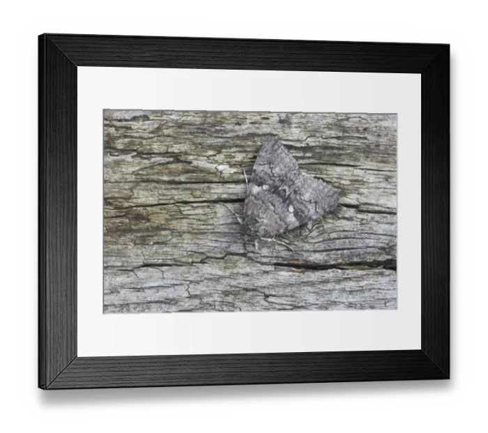Framed Print : Red Underwing Moth (Catocala nupta) adult, resting on log, Essex, England