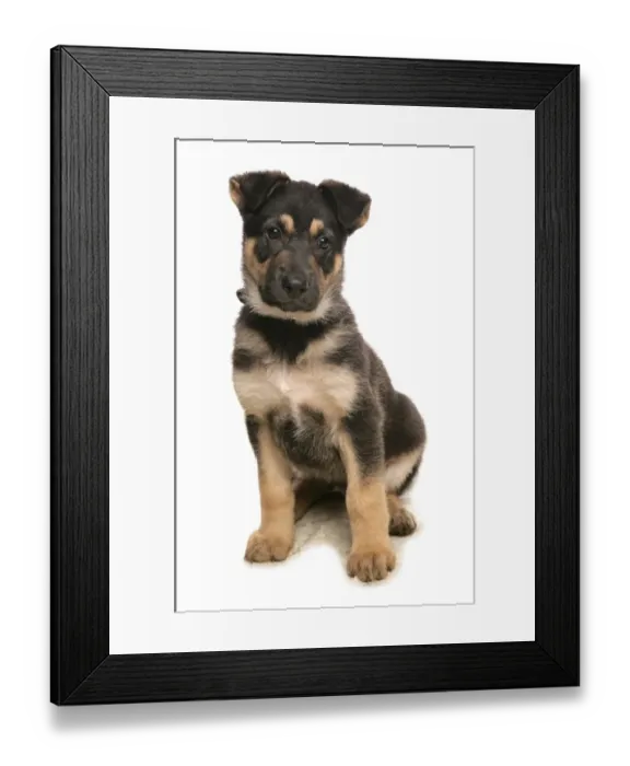 Framed Print : Domestic Dog, German Shepherd Dog, puppy, sitting Framed Print : Domestic Dog, German Shepherd Dog, puppy, sitting