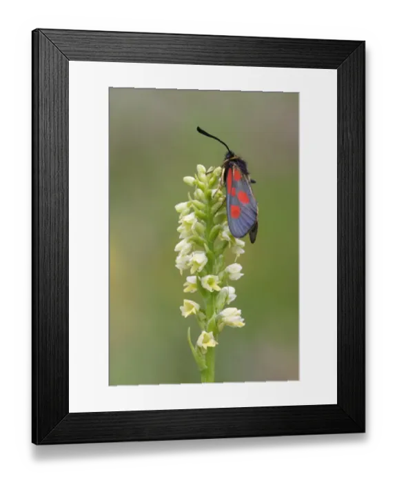 Framed Print : Five-spot Burnet Moth (Zygaena trifolii) adult, resting on Small White Orchid (Pseudorchis albida) flowerspike