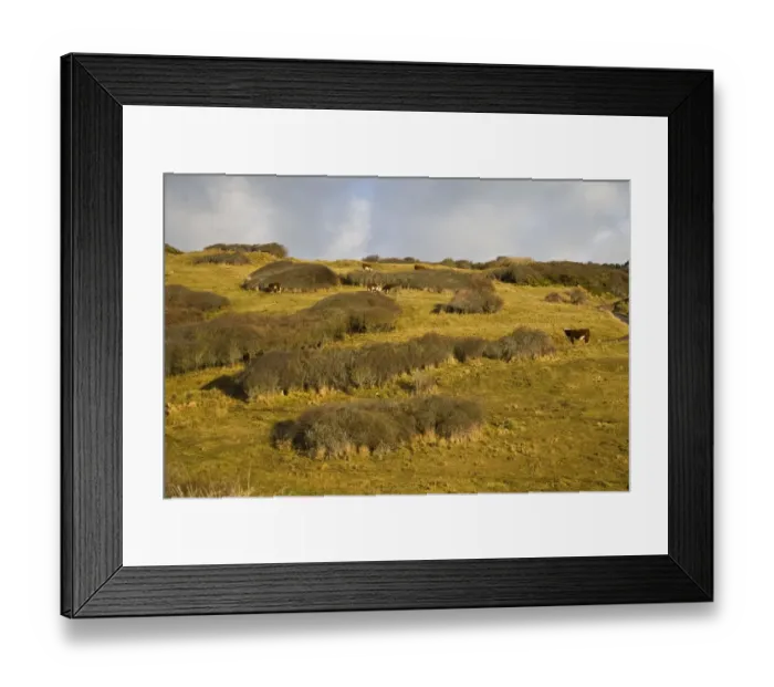 Framed Print : View of coastal scrub meadow with cattle on nature reserve, Durlston, Isle of Purbeck, Dorset, England, january Framed Print : View of coastal scrub meadow with cattle on nature reserve, Durlston, Isle of Purbeck, Dorset, England, january