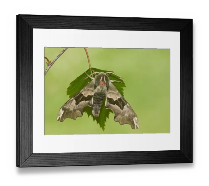 Framed Print : Lime Hawkmoth (Mimas tiliae) adult, resting on leaf in garden, Warwickshire, England, april Framed Print : Lime Hawkmoth (Mimas tiliae) adult, resting on leaf in garden, Warwickshire, England, april