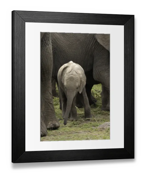 Framed Print : African Elephant (Loxodonta africana) calf, surrounded by adult females, Masai Mara, Kenya Framed Print : African Elephant (Loxodonta africana) calf, surrounded by adult females, Masai Mara, Kenya