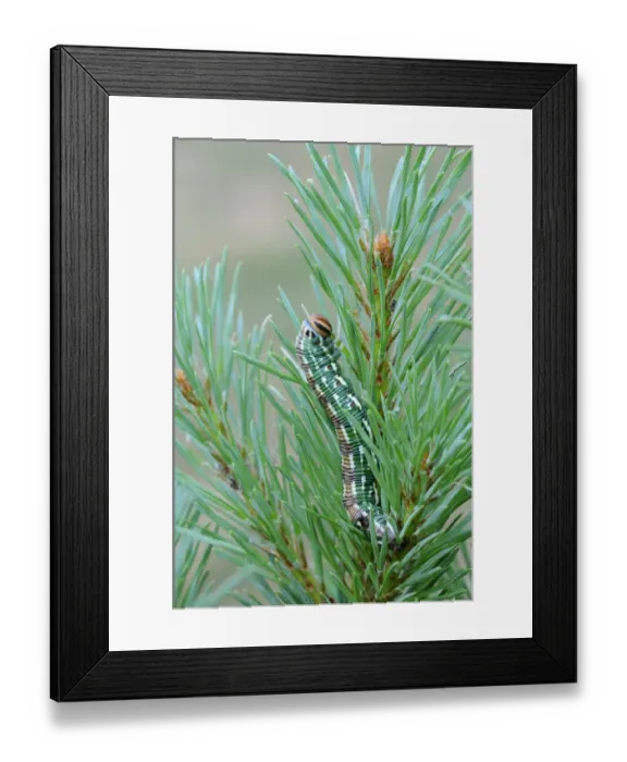Framed Print : Pine Hawkmoth (Hyloicus pinastri) larva, feeding on Scots Pine (Pinus sylvestris) Framed Print : Pine Hawkmoth (Hyloicus pinastri) larva, feeding on Scots Pine (Pinus sylvestris)