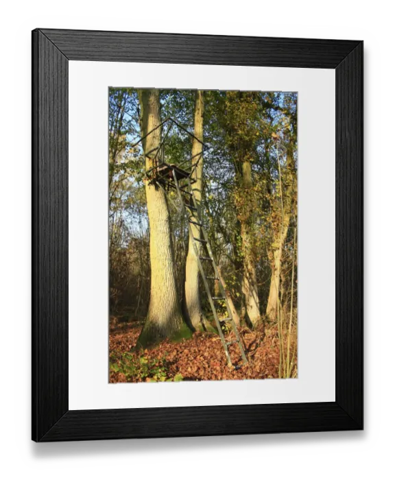 Framed Print : Deer shooting platform in ancient woodland, Wolves Wood RSPB Reserve, Hadleigh, Suffolk, England, november Framed Print : Deer shooting platform in ancient woodland, Wolves Wood RSPB Reserve, Hadleigh, Suffolk, England, november