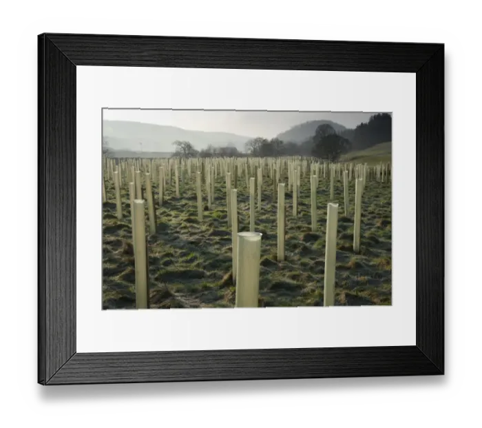 Framed Print : Newly planted tree saplings protected with plastic sleeves, planted on riverbank habitat, River Hodder, Whitewell