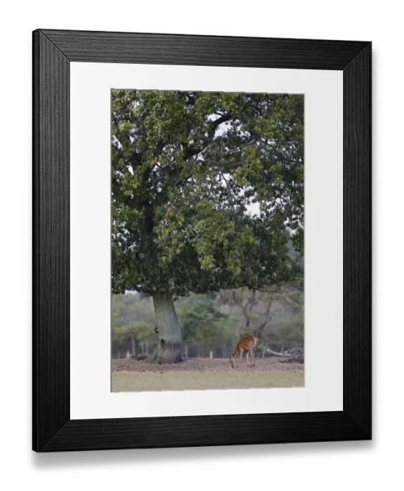 Framed Print : Red Deer (Cervus elaphus) hind, feeding on acorns under oak tree, during rutting season, Minsmere RSPB Reserve Framed Print : Red Deer (Cervus elaphus) hind, feeding on acorns under oak tree, during rutting season, Minsmere RSPB Reserve