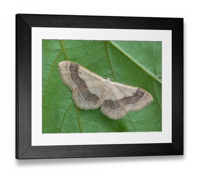 Framed Print : Riband Wave Moth (Idaea aversata) adult female, resting on leaf, Cannobina Valley, Piedmont, Northern Italy, july Framed Print : Riband Wave Moth (Idaea aversata) adult female, resting on leaf, Cannobina Valley, Piedmont, Northern Italy, july