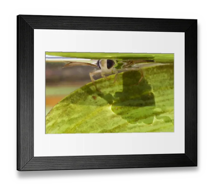 Framed Print : Lesser Water Boatman (Corixa punctata) adult, at surface of water, Sheffield, South Yorkshire, England, july Framed Print : Lesser Water Boatman (Corixa punctata) adult, at surface of water, Sheffield, South Yorkshire, England, july