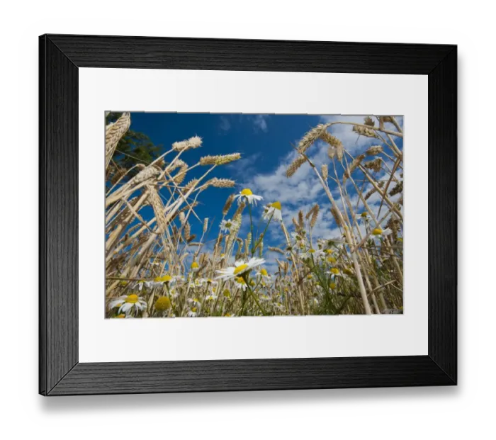 Framed Print : Wheat (Triticum aestivum) crop, close-up of ripening ears, with Scented Mayweed (Matricaria recutita) growing as weed