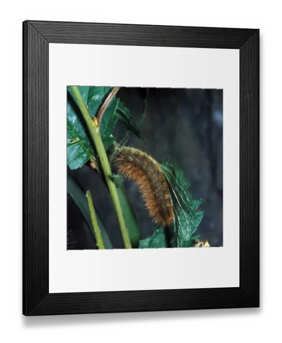 Framed Print : Buff Ermine (Spilosoma luteum) larva Framed Print : Buff Ermine (Spilosoma luteum) larva