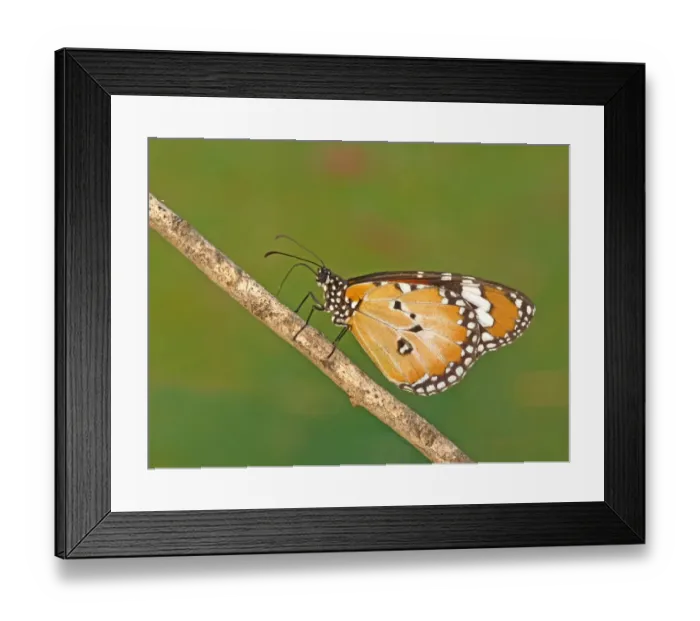 Framed Print : Lesser Wanderer (Danaus petilia) adult, resting on twig, Australia, september Framed Print : Lesser Wanderer (Danaus petilia) adult, resting on twig, Australia, september