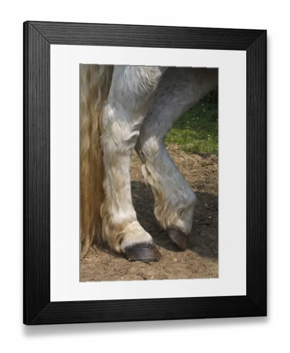 Framed Print : Pony, grey adult, close-up of legs, resting, Suffolk, England, april Framed Print : Pony, grey adult, close-up of legs, resting, Suffolk, England, april