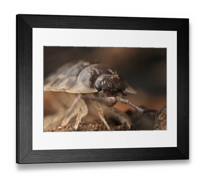 Framed Print : Common Rough Woodlouse (Porcellio scaber) adult, walking on soil underneath log, Leicestershire, England, march