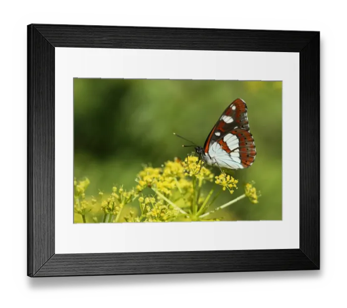 Framed Print : Southern White Admiral (Limenitis reducta) adult, underside, feeding on flowers, Lesvos, Greece, may