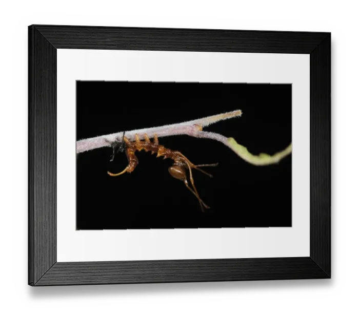 Framed Print : Lobster Moth (Stauropus fagi) second instar larva, just emerged from larval skin, Oxfordshire, England Framed Print : Lobster Moth (Stauropus fagi) second instar larva, just emerged from larval skin, Oxfordshire, England