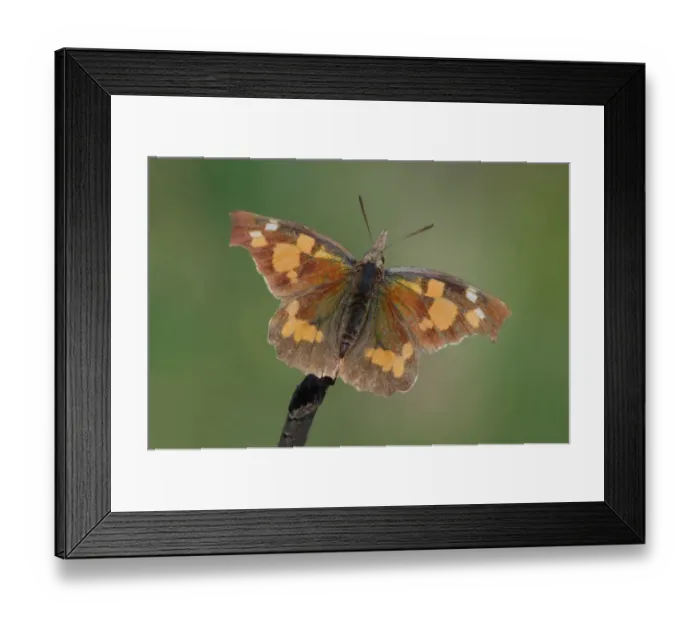 Framed Print : Nettle-tree Butterfly (Libythea celtis) adult male, basking in sunshine after emerging from winter hibernation Framed Print : Nettle-tree Butterfly (Libythea celtis) adult male, basking in sunshine after emerging from winter hibernation