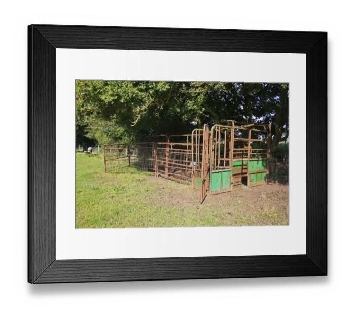 Framed Print : Cattle crush in rough pasture, Little Ouse Headwaters Project, The Lows, Blo Norton, Little Ouse Valley, Norfolk Framed Print : Cattle crush in rough pasture, Little Ouse Headwaters Project, The Lows, Blo Norton, Little Ouse Valley, Norfolk