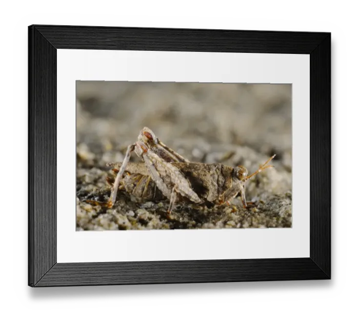 Framed Print : Turks Groundhopper (Tetrix tuerki) adult, Italy, august Framed Print : Turks Groundhopper (Tetrix tuerki) adult, Italy, august