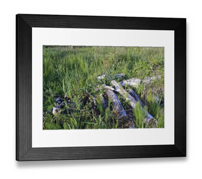 Framed Print : Log pile wildlife habitat in valley fen reserve, Roydon Fen, Roydon, Upper Waveney Valley, Norfolk, England, june