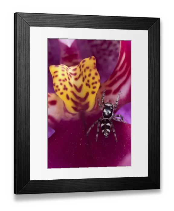 Framed Print : Zebra Jumping Spider (Salticus scenicus) adult, on orchid flower, Italy Framed Print : Zebra Jumping Spider (Salticus scenicus) adult, on orchid flower, Italy
