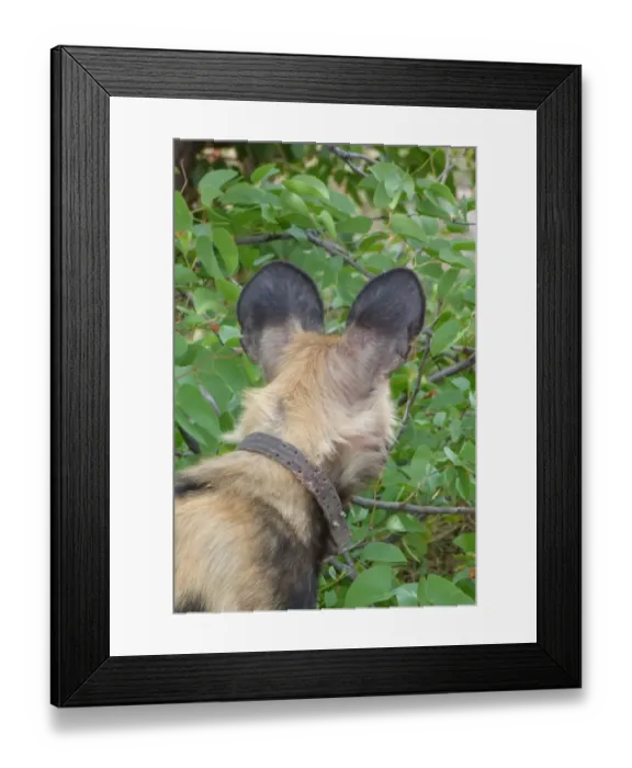 Framed Print : African Wild Dog (Lycaon pictus) adult, wearing radio tracking collar, close-up of head, Okavango Delta, Botswana Framed Print : African Wild Dog (Lycaon pictus) adult, wearing radio tracking collar, close-up of head, Okavango Delta, Botswana