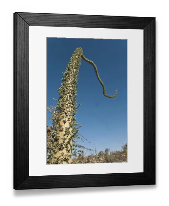 Framed Print : Boojum Tree (Fouquieria columnaris) trunk, Valle de los Cirios, Central Desert N. P. Baja California, Mexico, march Framed Print : Boojum Tree (Fouquieria columnaris) trunk, Valle de los Cirios, Central Desert N. P. Baja California, Mexico, march