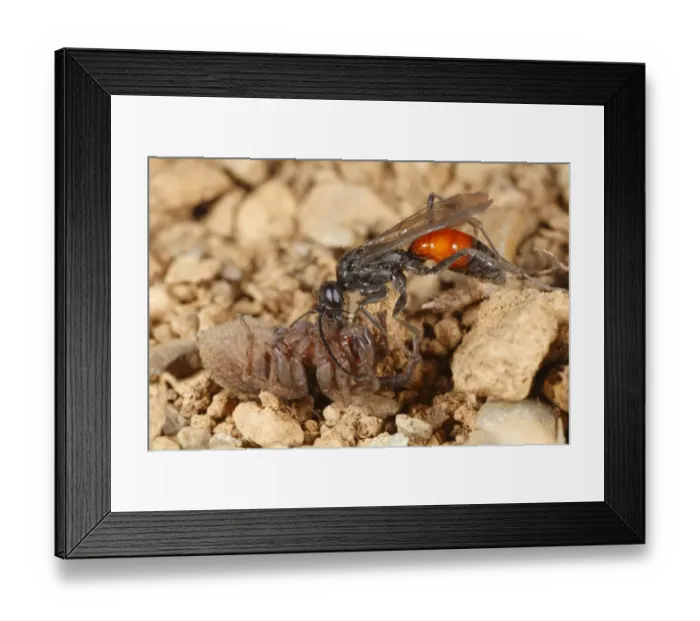 Framed Print : Spider-hunting Wasp (Priocnemis perturbator) adult female, with spider prey, Powys, Wales, april Framed Print : Spider-hunting Wasp (Priocnemis perturbator) adult female, with spider prey, Powys, Wales, april