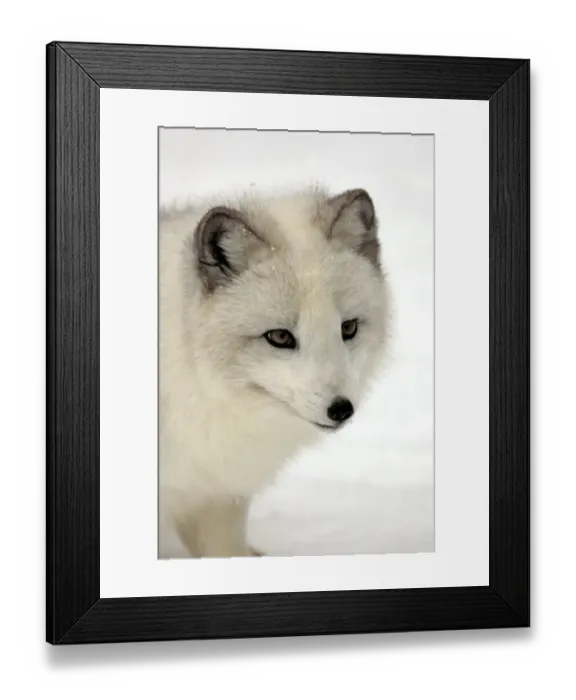 Framed Print : Arctic Fox (Alopex lagopus) adult, white winter coat, close-up of head, in snow, winter (captive) Framed Print : Arctic Fox (Alopex lagopus) adult, white winter coat, close-up of head, in snow, winter (captive)