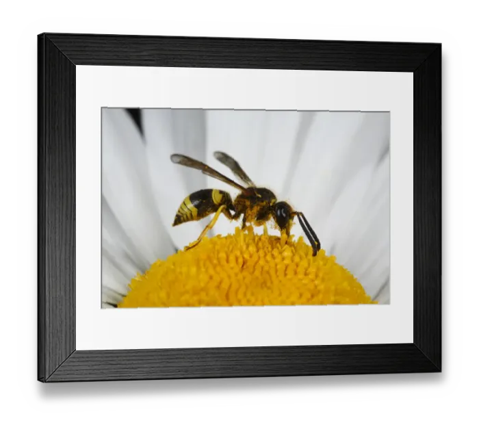 Framed Print : Mason Wasp (Ancistrocerus parietinus) adult male, feeding on Ox-eye Daisy (Leucanthemum vulgare) flower, Powys, Wales Framed Print : Mason Wasp (Ancistrocerus parietinus) adult male, feeding on Ox-eye Daisy (Leucanthemum vulgare) flower, Powys, Wales