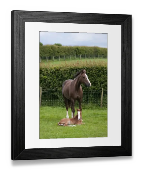 Framed Print : Horse, mare with week-old foal, resting in pasture beside wire fence and hedge, England, june Framed Print : Horse, mare with week-old foal, resting in pasture beside wire fence and hedge, England, june