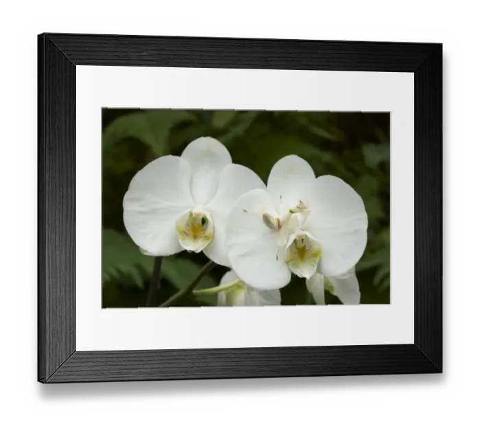 Framed Print : Orchid Mantis (Hymenopus coronatus) adult, camouflaged on phalaenopsis orchid flower (captive) Framed Print : Orchid Mantis (Hymenopus coronatus) adult, camouflaged on phalaenopsis orchid flower (captive)