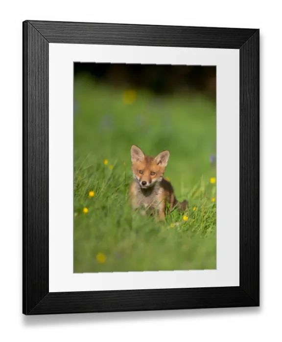 Framed Print : European Red Fox (Vulpes vulpes) cub, alert, standing amongst wildflowers in meadow, Derbyshire, England, may Framed Print : European Red Fox (Vulpes vulpes) cub, alert, standing amongst wildflowers in meadow, Derbyshire, England, may