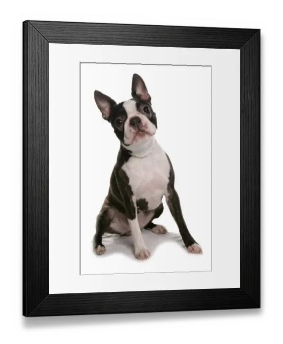 Framed Print : Domestic Dog, Boston Terrier, adult female, sitting Framed Print : Domestic Dog, Boston Terrier, adult female, sitting
