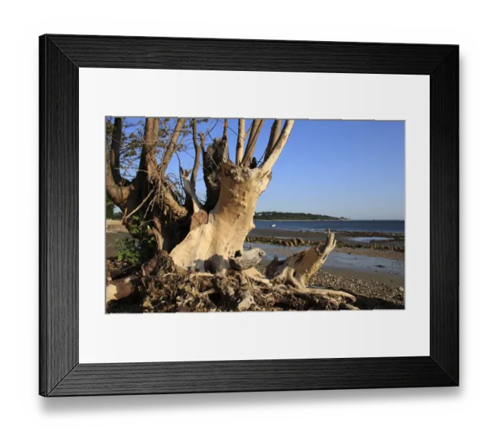 Framed Print : Tree stump on beach with incoming tide, Bembridge, Isle of Wight, England, june Framed Print : Tree stump on beach with incoming tide, Bembridge, Isle of Wight, England, june