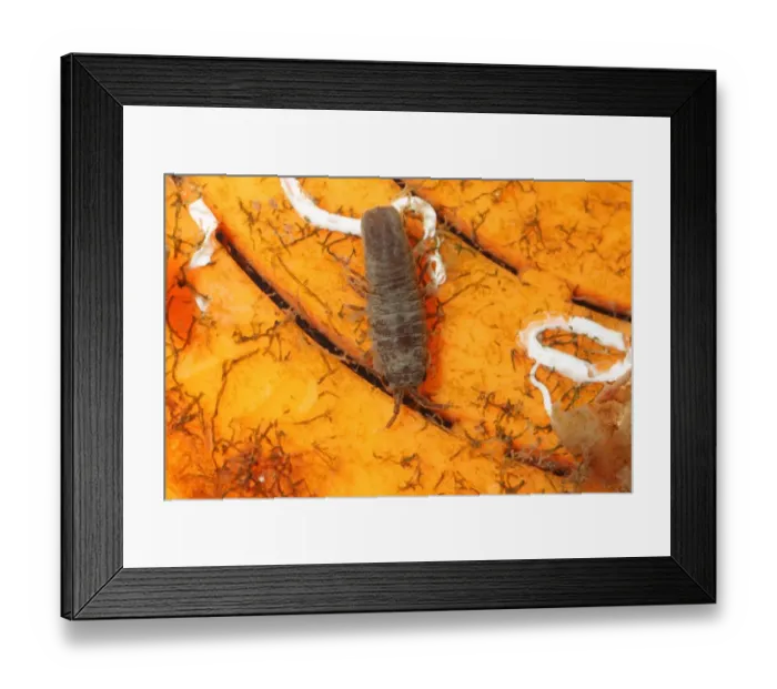 Framed Print : Pelagic Isopod (Idotea metallica) adult, inside plastic bait pot on strandline, Kimmeridge Bay, Isle of Purbeck Framed Print : Pelagic Isopod (Idotea metallica) adult, inside plastic bait pot on strandline, Kimmeridge Bay, Isle of Purbeck