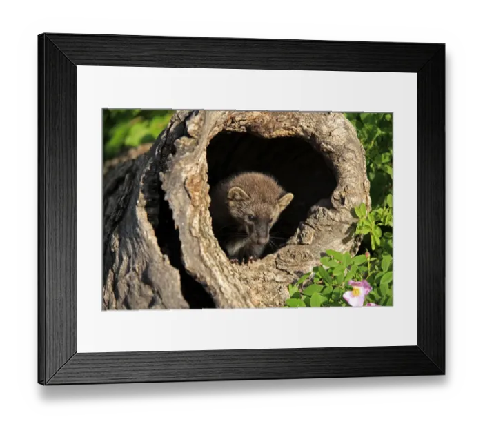 Framed Print : Fisher (Martes pennanti) fourteen-weeks old young, in hollow tree trunk, Montana, U. S. A. june (captive) Framed Print : Fisher (Martes pennanti) fourteen-weeks old young, in hollow tree trunk, Montana, U. S. A. june (captive)