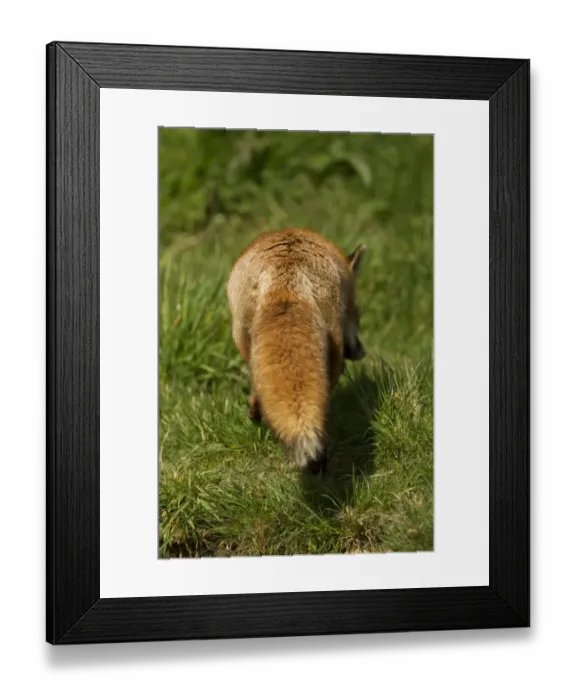 Framed Print : European Red Fox (Vulpes vulpes) adult female, rear view of tail, Devon, England, may