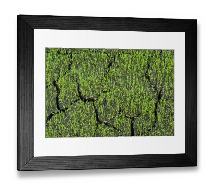 Framed Print : Rice (Oryza sativa) crop, germinating seeds in paddyfield, Theni, Tamil Nadu, India Framed Print : Rice (Oryza sativa) crop, germinating seeds in paddyfield, Theni, Tamil Nadu, India