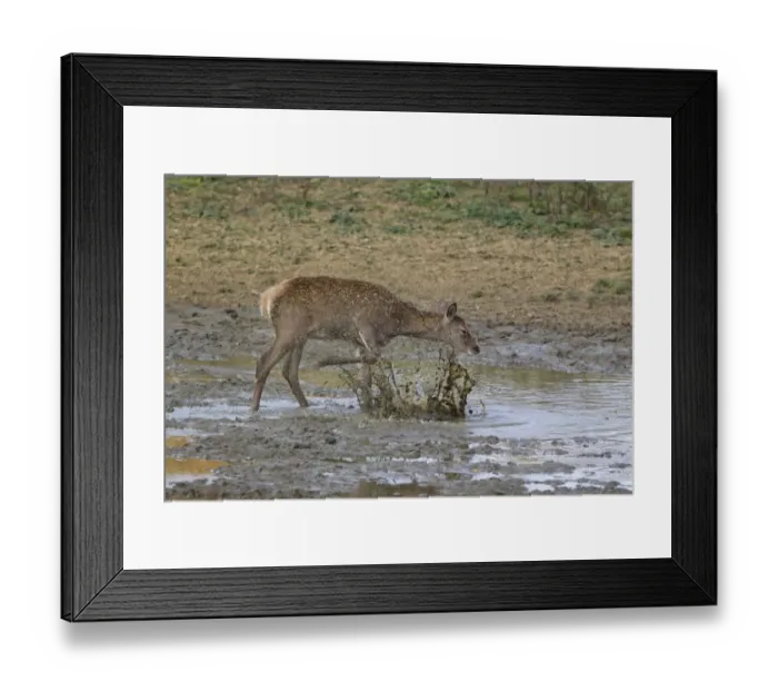 Framed Print : Red Deer (Cervus elaphus) calf, kicking water over body at wallow, during rutting season, Minsmere RSPB Reserve Framed Print : Red Deer (Cervus elaphus) calf, kicking water over body at wallow, during rutting season, Minsmere RSPB Reserve