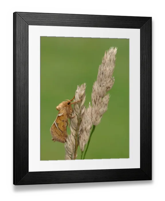 Framed Print : Orange Swift Moth (Hepialus sylvina) adult male, resting on dry grass, Leicestershire, England, august Framed Print : Orange Swift Moth (Hepialus sylvina) adult male, resting on dry grass, Leicestershire, England, august